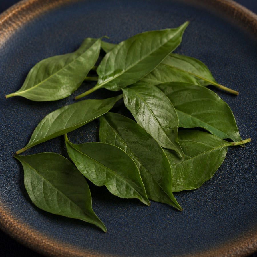 Whole green tea leaves on dark indigo ceramic